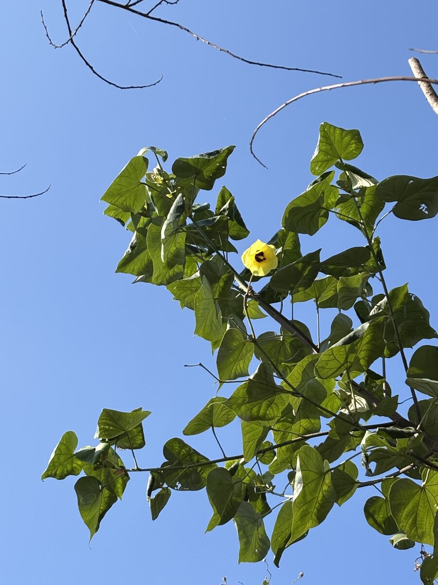 Hibiscus tilliaceus (Beach Hibiscus) — photo