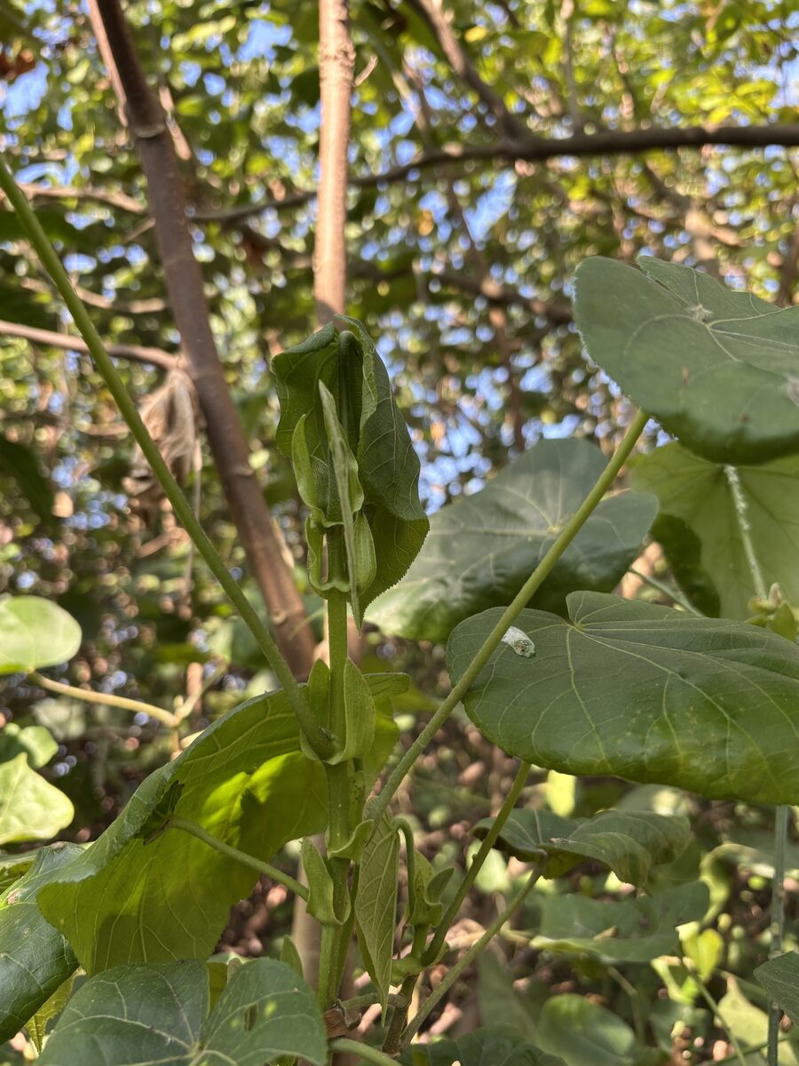 Hibiscus tilliaceus (Beach Hibiscus) — photo
