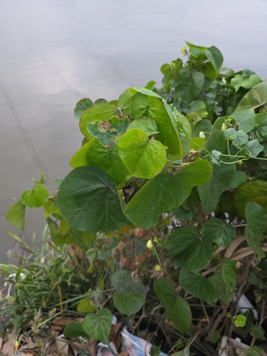 Hibiscus tilliaceus
