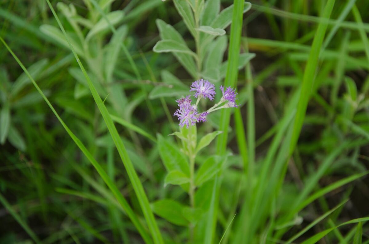 Hilliardiella smithiana — photo