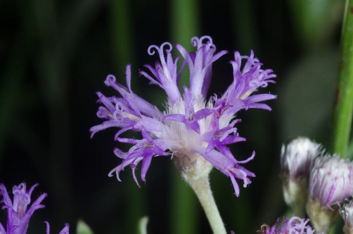 Hilliardiella smithiana — photo