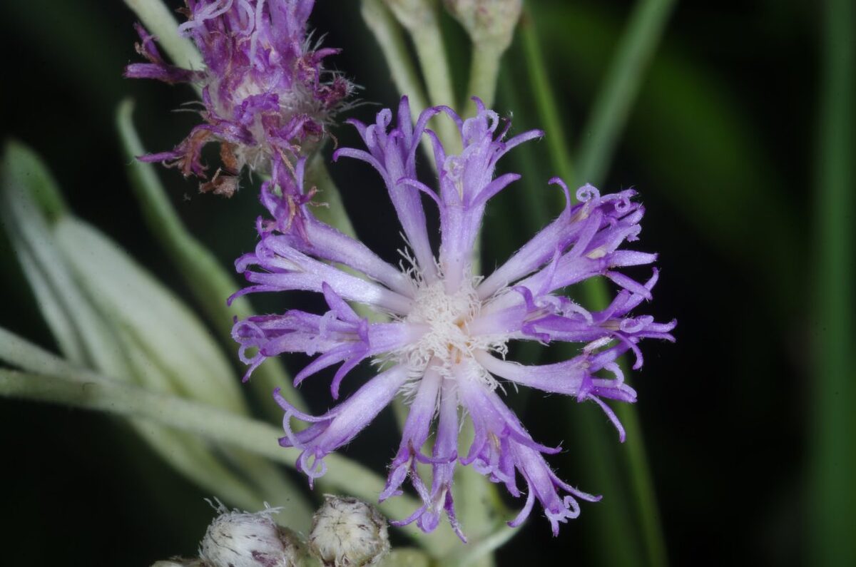 Hilliardiella smithiana