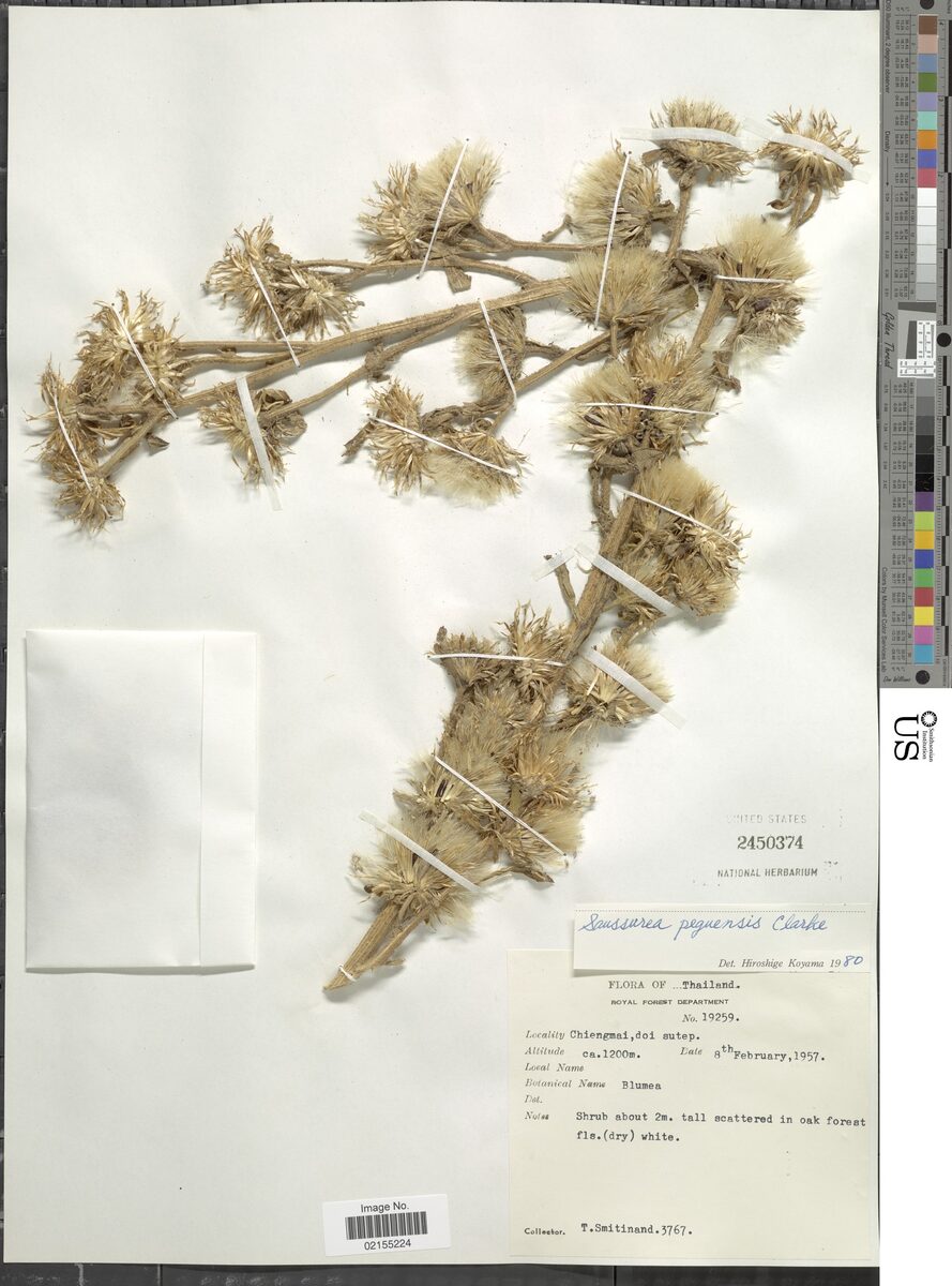 Himalaiella peguensis — photo