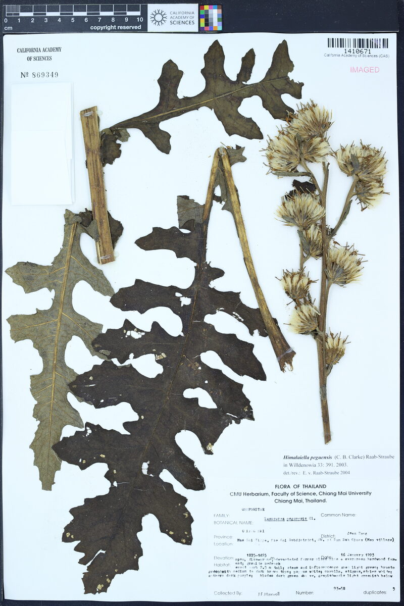 Himalaiella peguensis