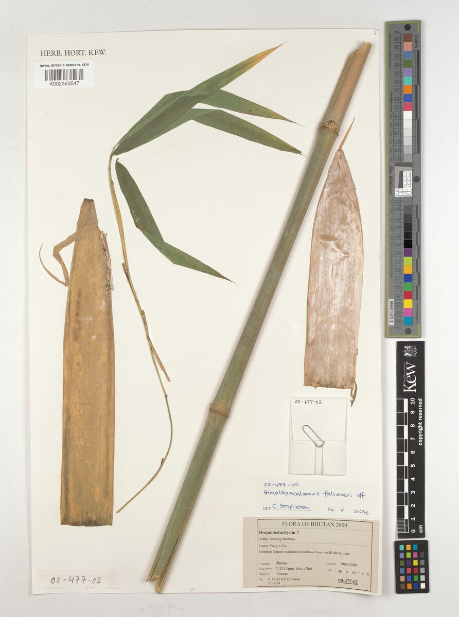 Himalayacalamus falconeri - (Munro.)Keng.f. — photo