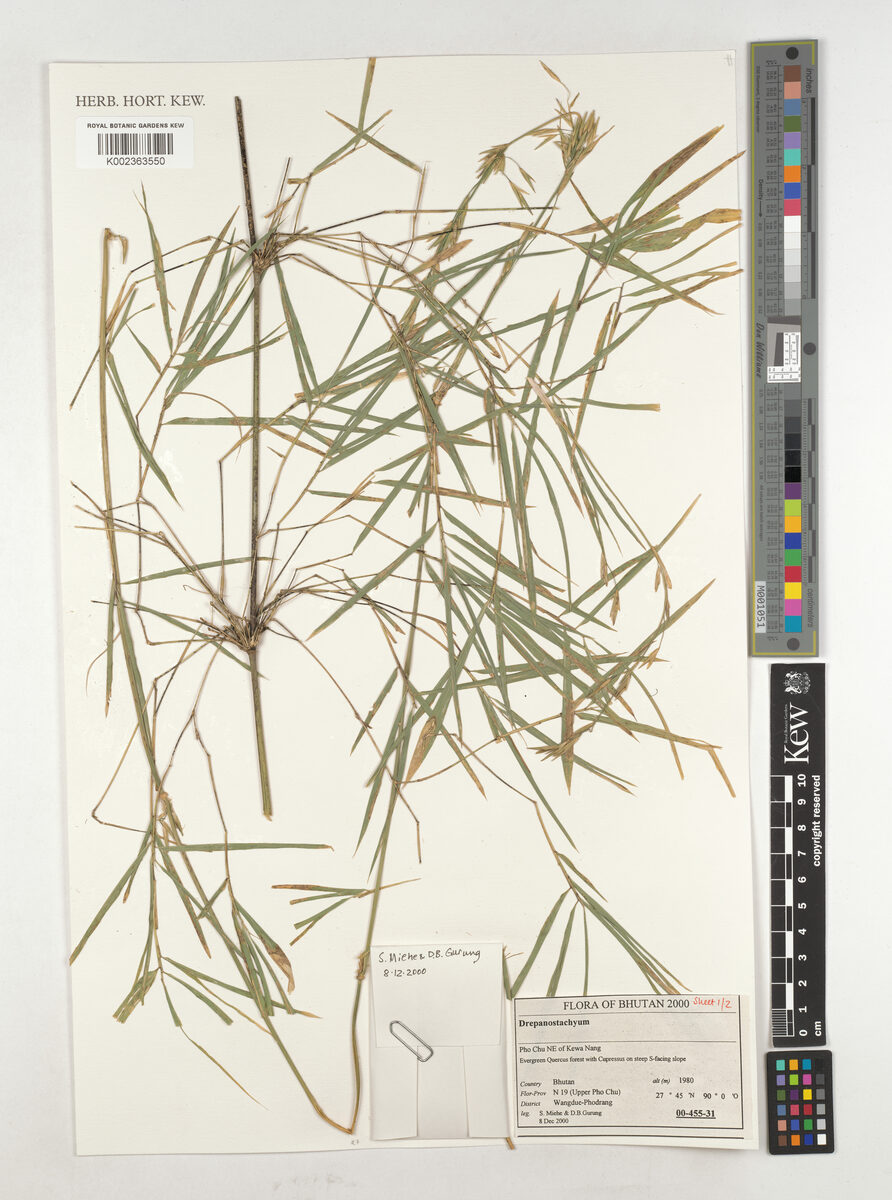 Himalayacalamus falconeri - (Munro.)Keng.f. — photo