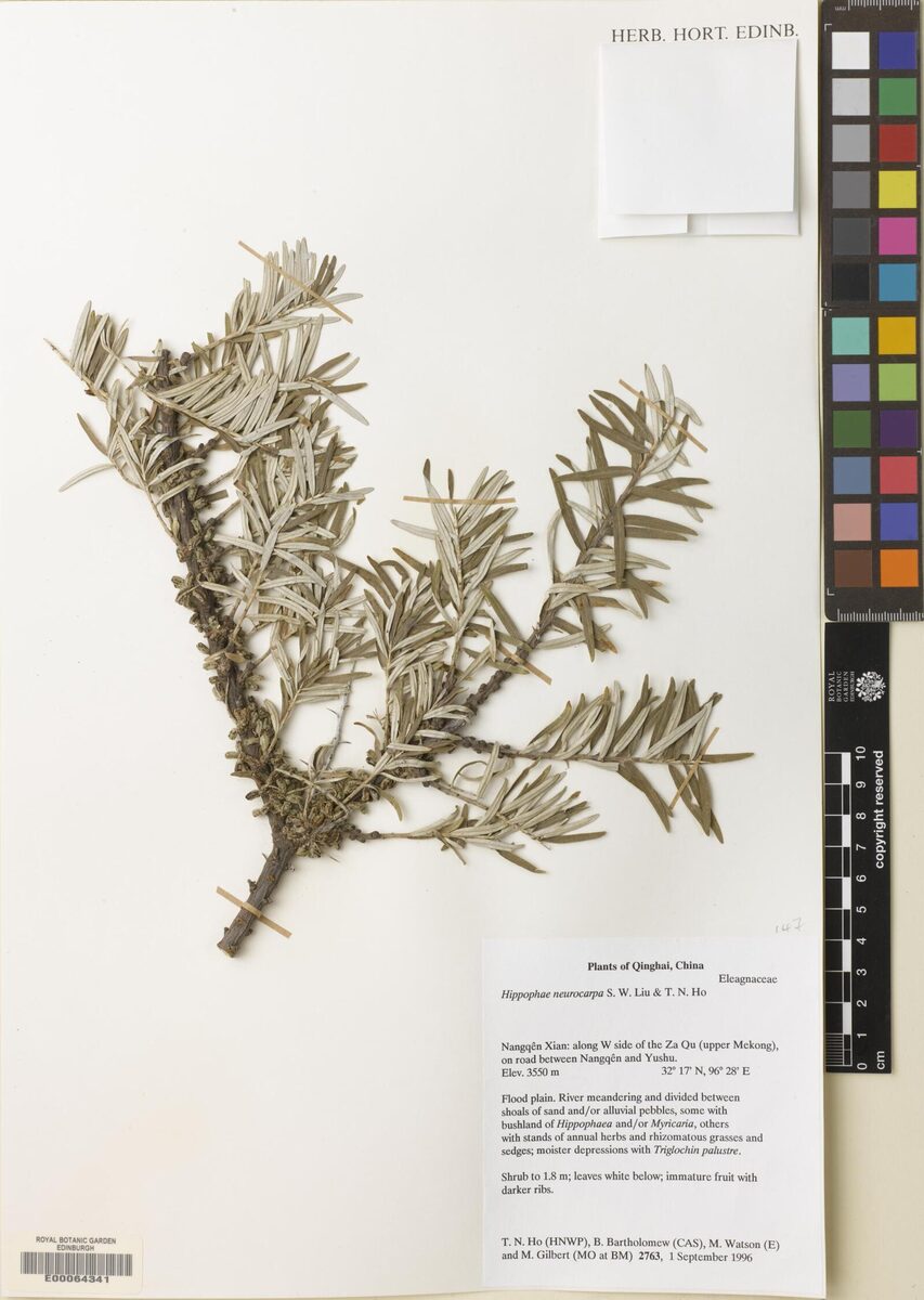 Hippophae neurocarpa — photo