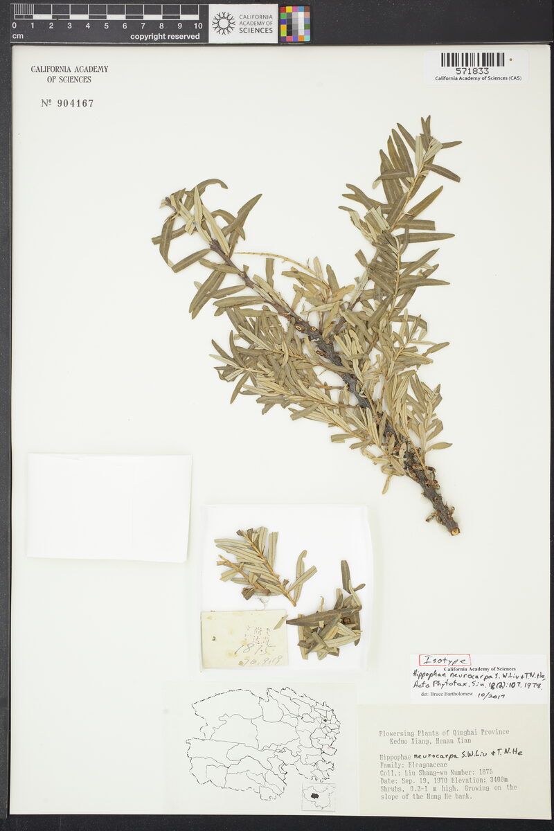 Hippophae neurocarpa — photo