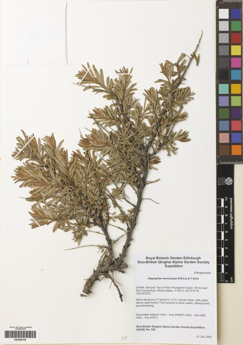 Hippophae neurocarpa