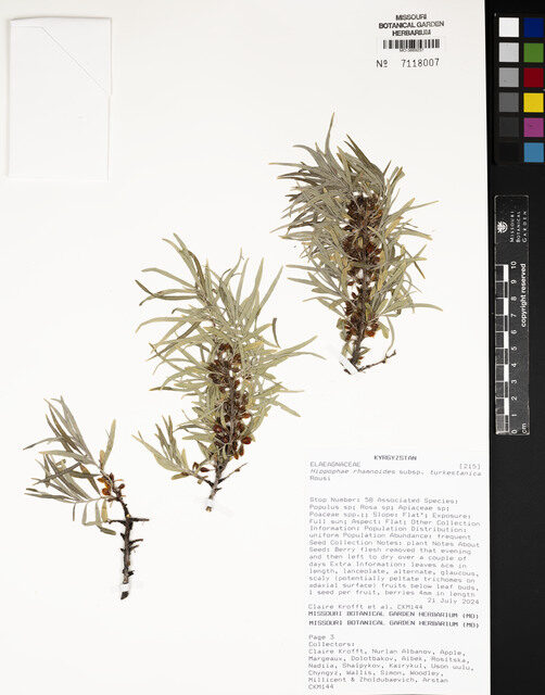 Hippophae rhamnoides subsp. turkestanica (Seabuckthorn) — photo