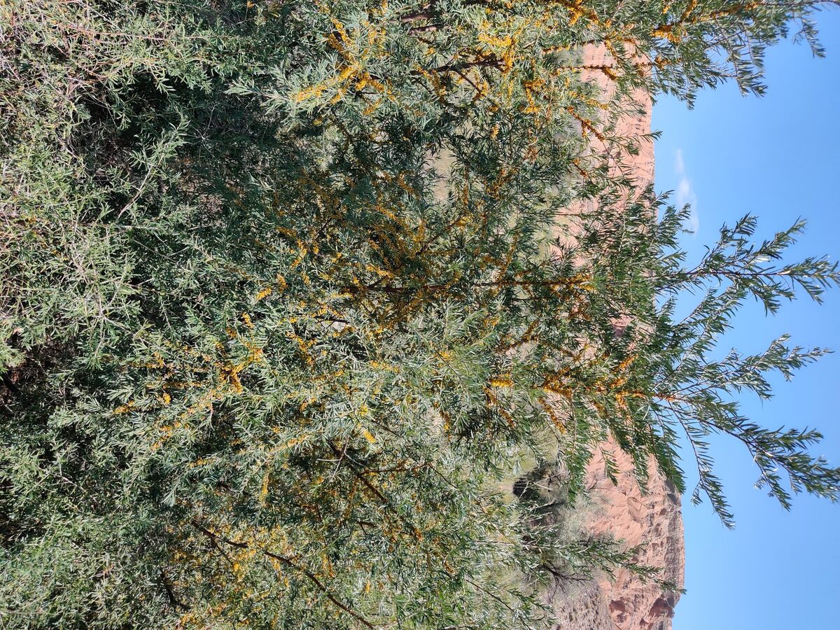 Hippophae rhamnoides subsp. turkestanica (Seabuckthorn) — photo