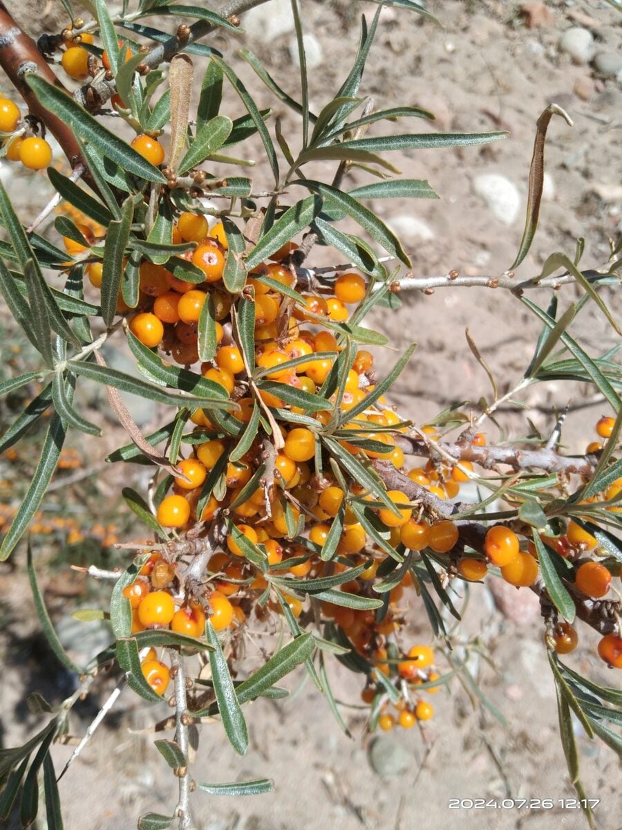Hippophae rhamnoides subsp. turkestanica