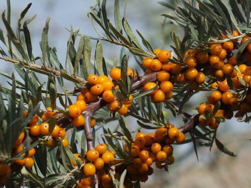 Hippophae rhamnoides turkestanica