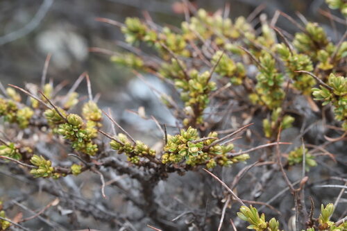 Hippophae tibetana