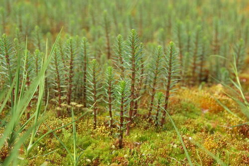 Hippuris vulgaris (Common Marestail) — photo