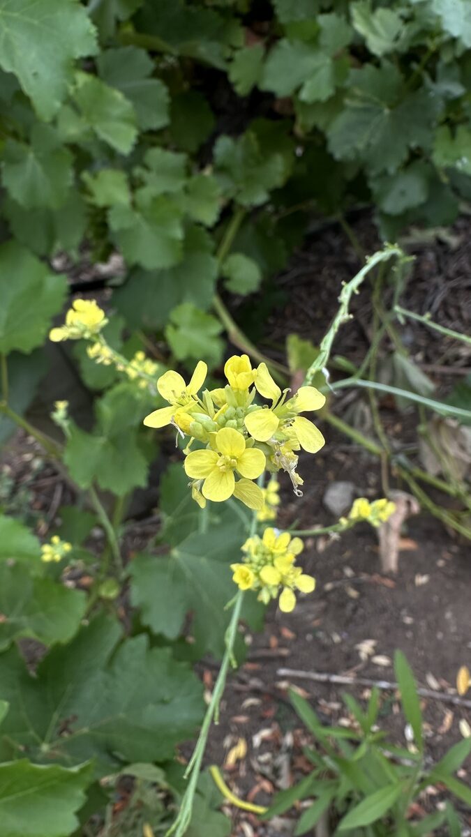 Hirschfeldia incana - (L.)Lagr. (Greek Mustard) — photo