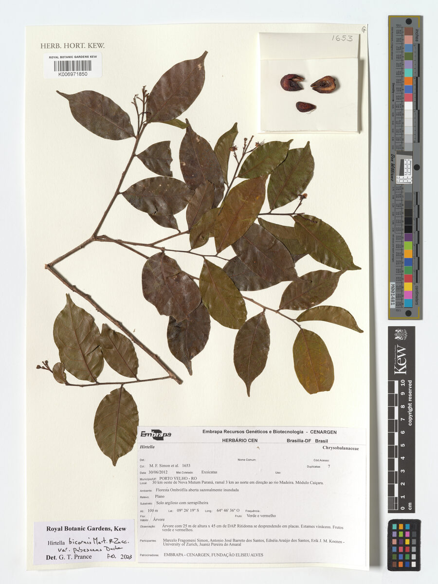 Hirtella bicornis var. pubescens — photo