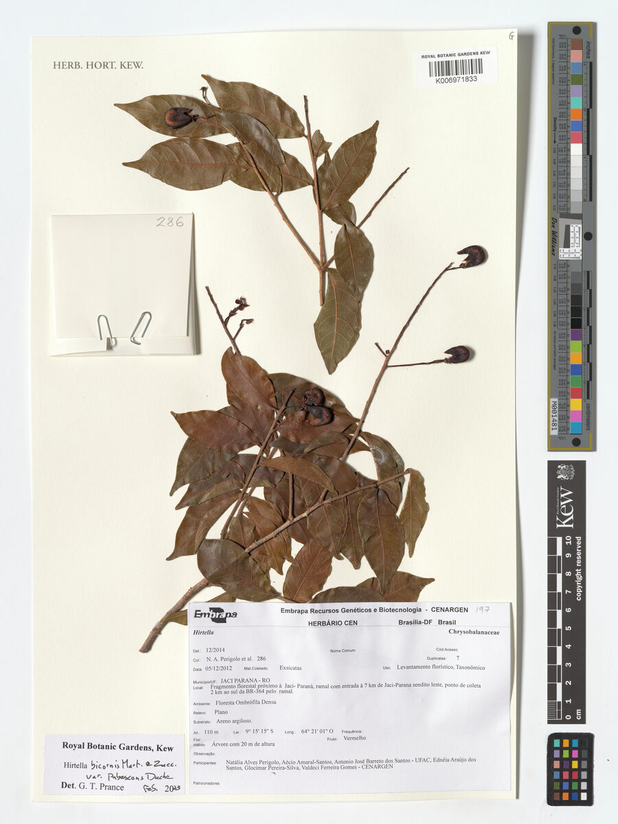 Hirtella bicornis var. pubescens — photo