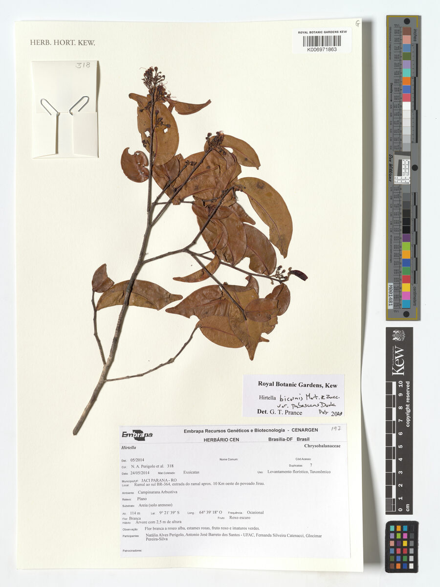 Hirtella bicornis var. pubescens