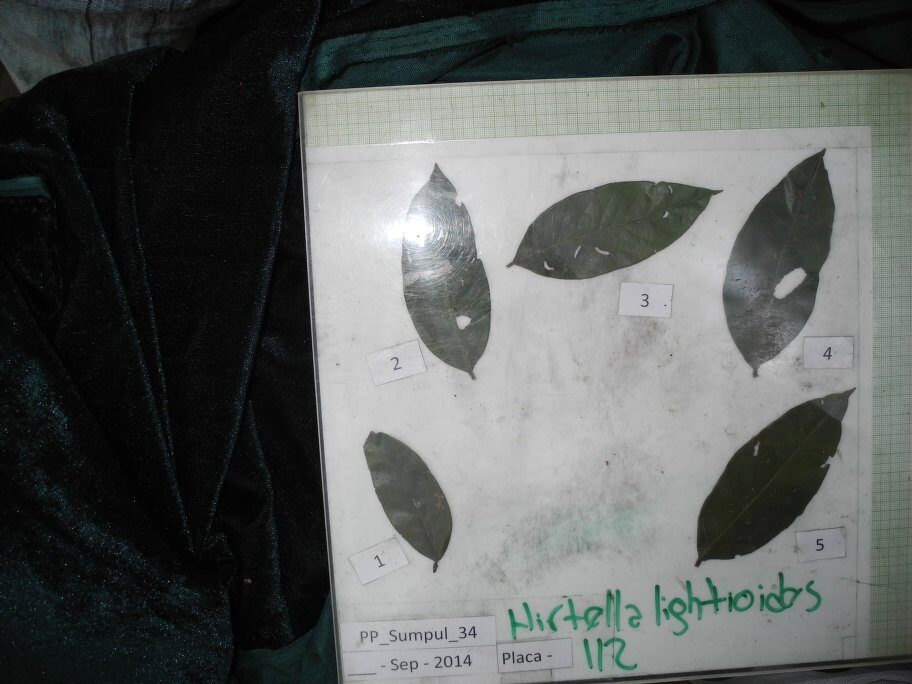 Hirtella lightioides