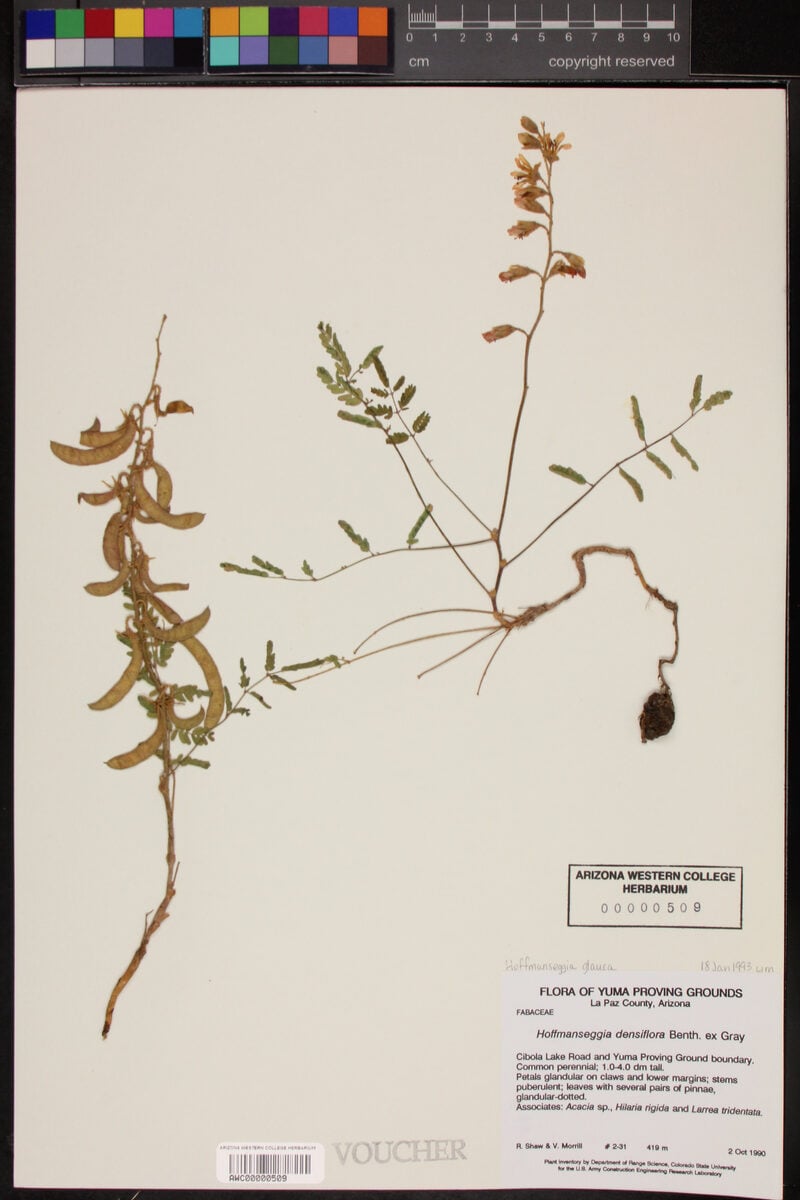 Hoffmannseggia densiflora