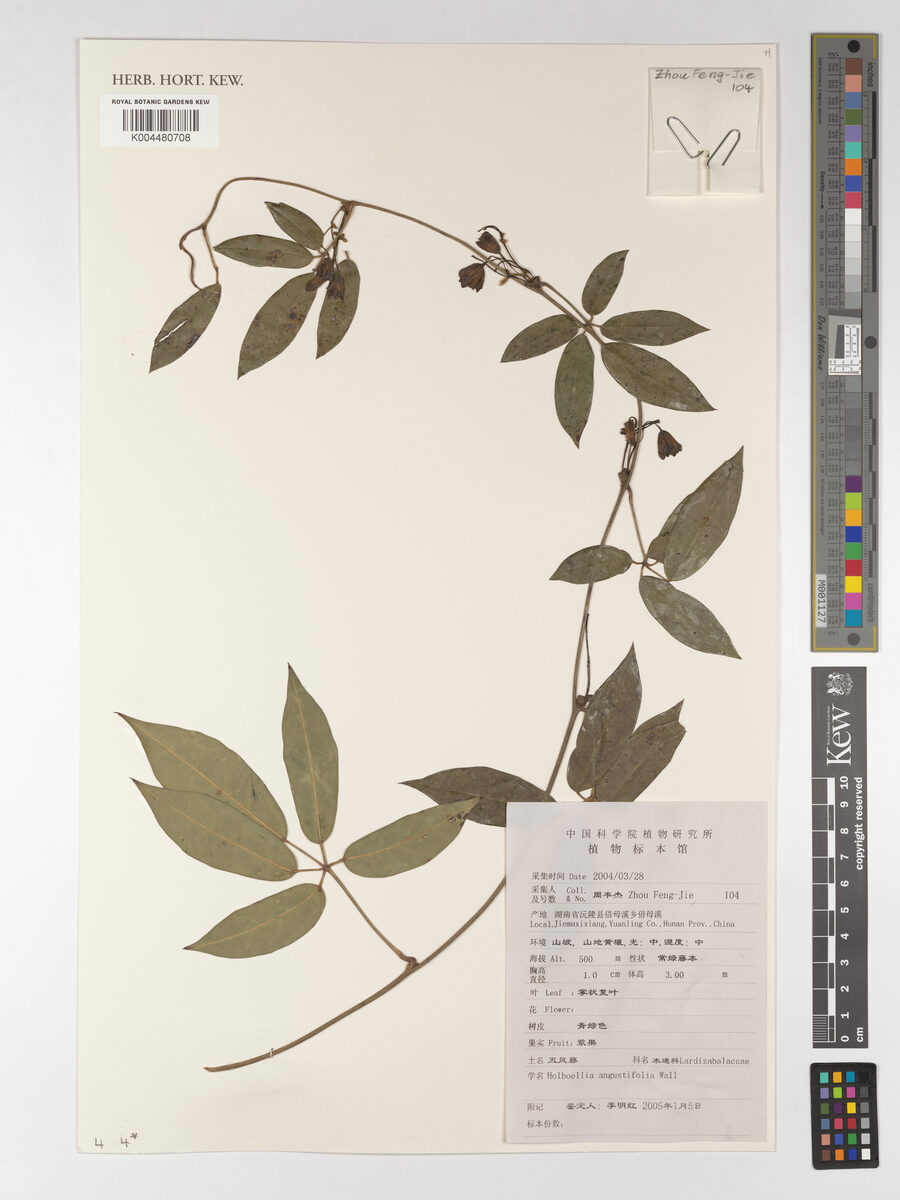 Holboellia angustifolia — photo