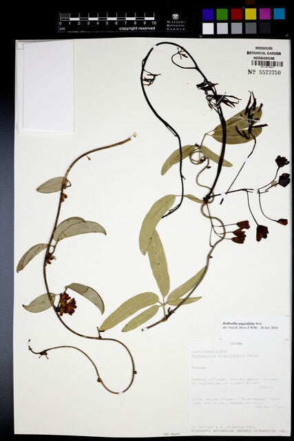 Holboellia angustifolia — photo