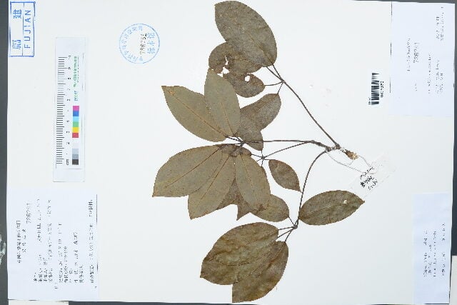 Holboellia angustifolia