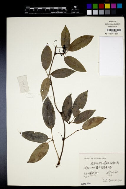 Holboellia coriacea (Sausage Vine) — photo