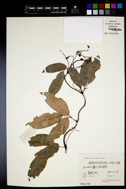 Holboellia coriacea (Sausage Vine) — photo