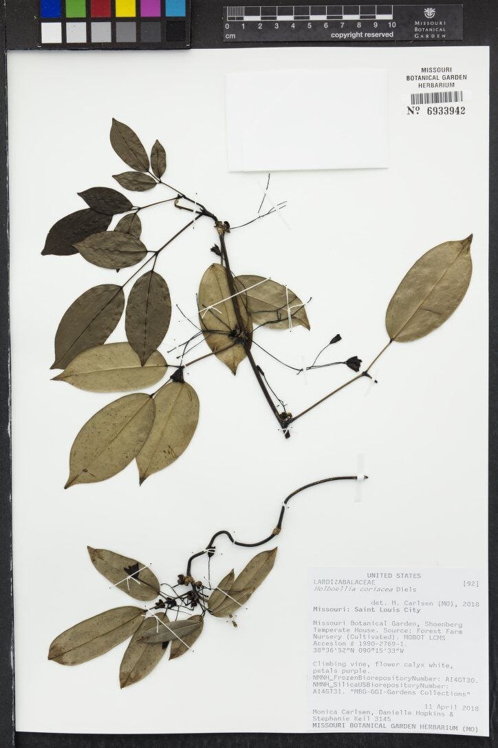 Holboellia coriacea