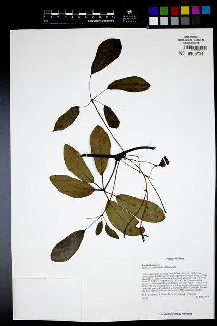 Holboellia grandiflora — photo
