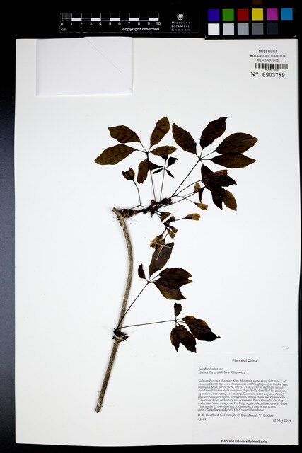 Holboellia grandiflora — photo