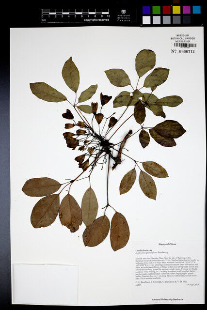 Holboellia grandiflora