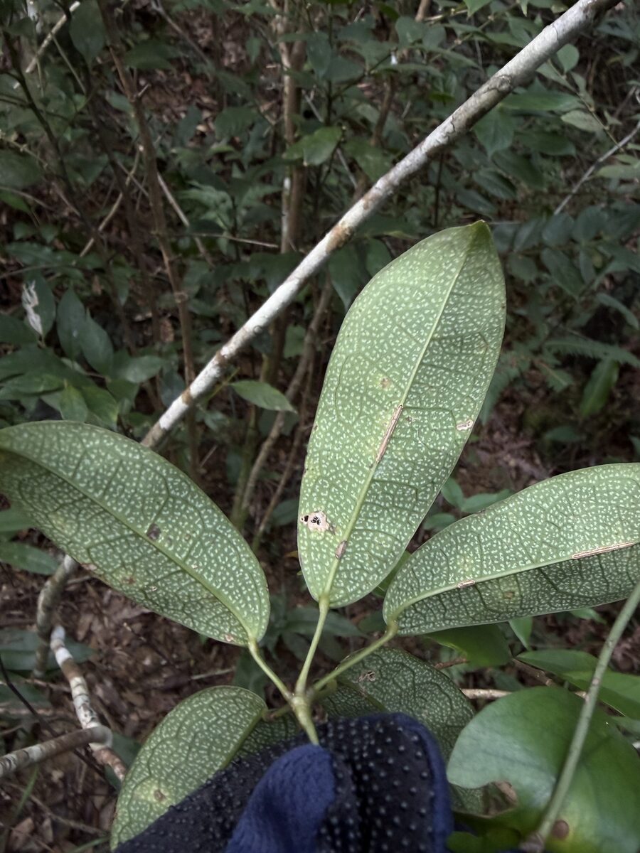 Holboellia latifolia — photo