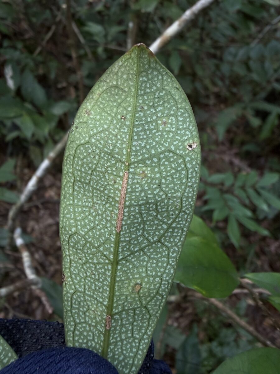 Holboellia latifolia — photo