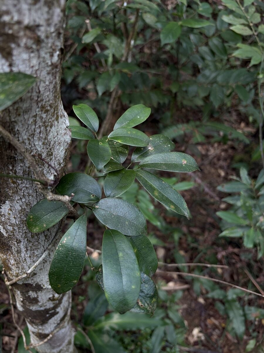 Holboellia latifolia