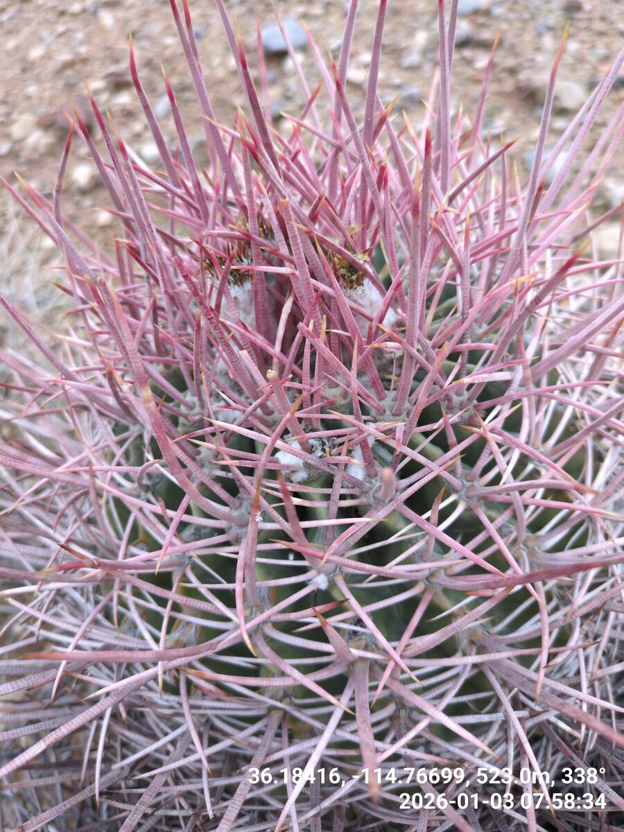 Homalocephala polycephala - (Engelm. & J.M.Bigelow) F.M.Knuth (Triangle Cactus) — photo