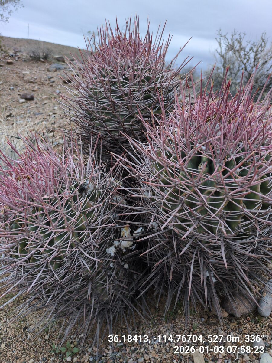 Homalocephala polycephala - (Engelm. & J.M.Bigelow) F.M.Knuth (Triangle Cactus) — photo