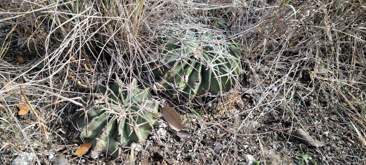 Homalocephala texensis - (Hopffer) Britton & Rose (Horse Crippler or Devil's Head cactus.) — photo