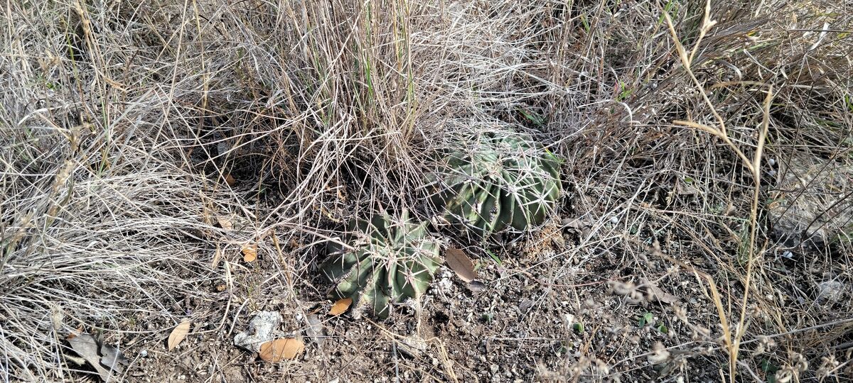 Homalocephala texensis - (Hopffer) Britton & Rose (Horse Crippler or Devil's Head cactus.) — photo