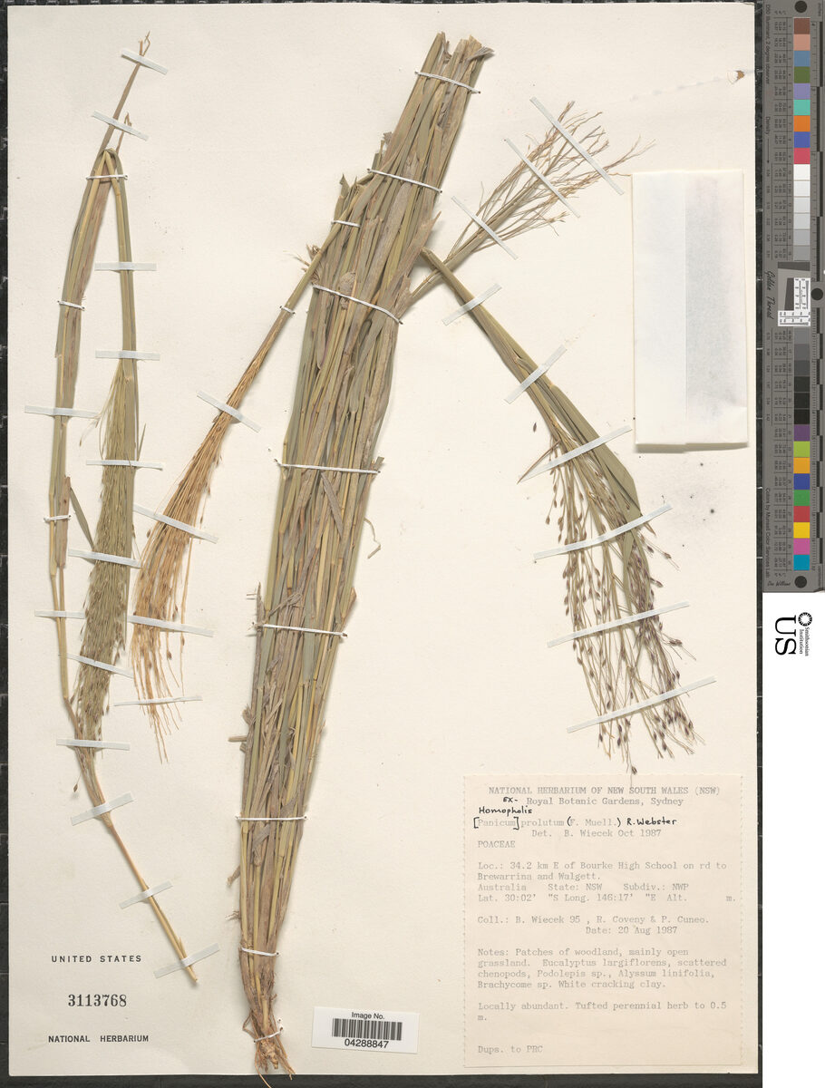 Homopholis proluta