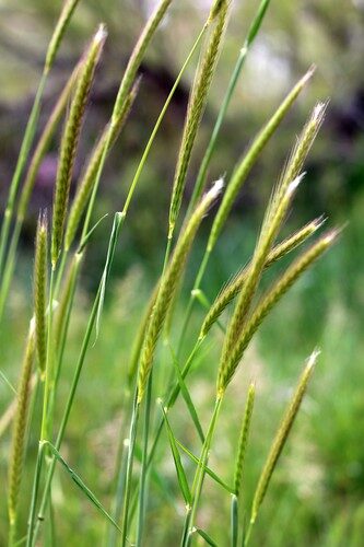 Hordeum bulbosum (Bulbous Barley) — photo