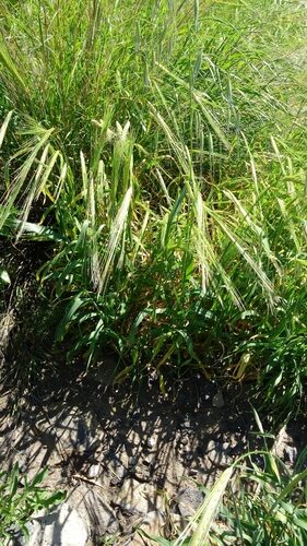 Hordeum bulbosum (Bulbous Barley) — photo