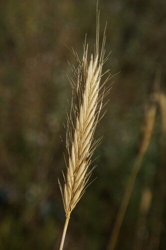 Hordeum bulbosum