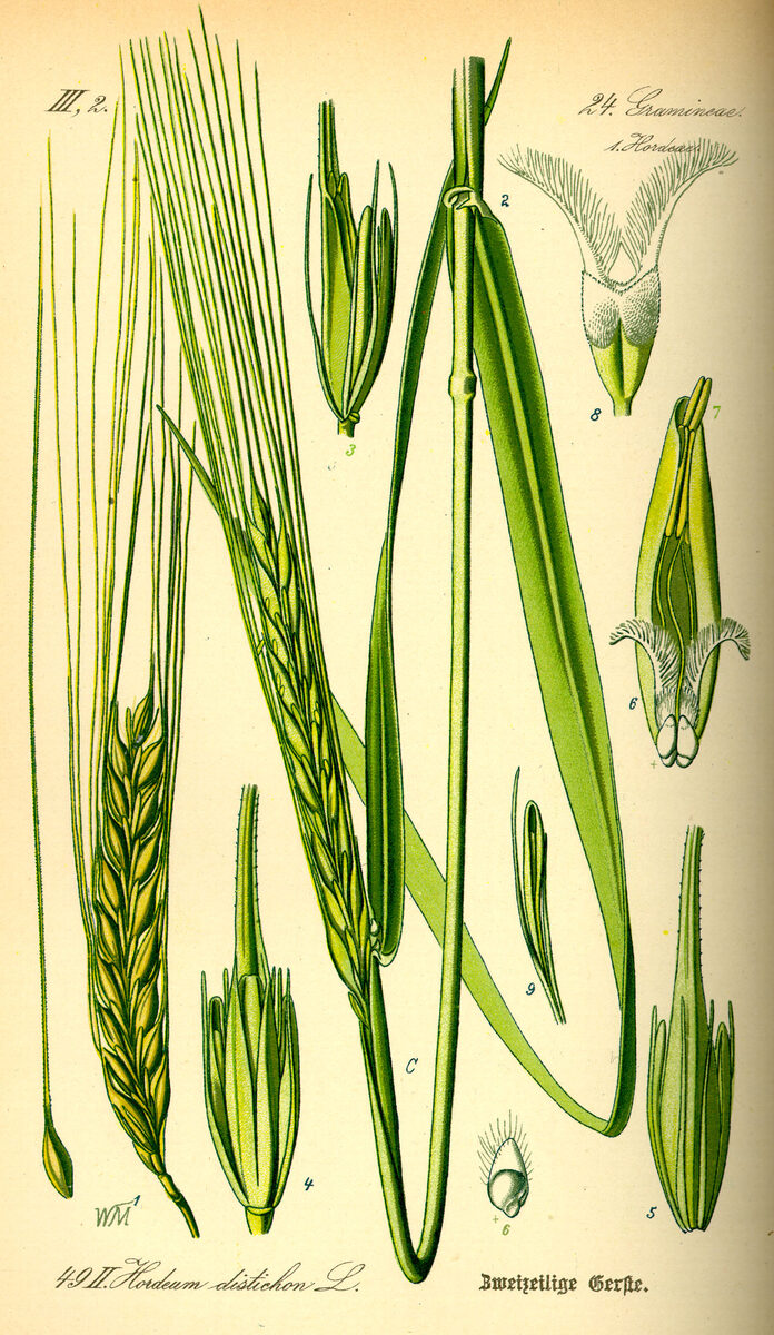 Hordeum distichon (Two-Rowed Barley) — photo