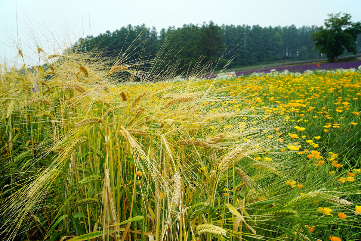 Hordeum distichon