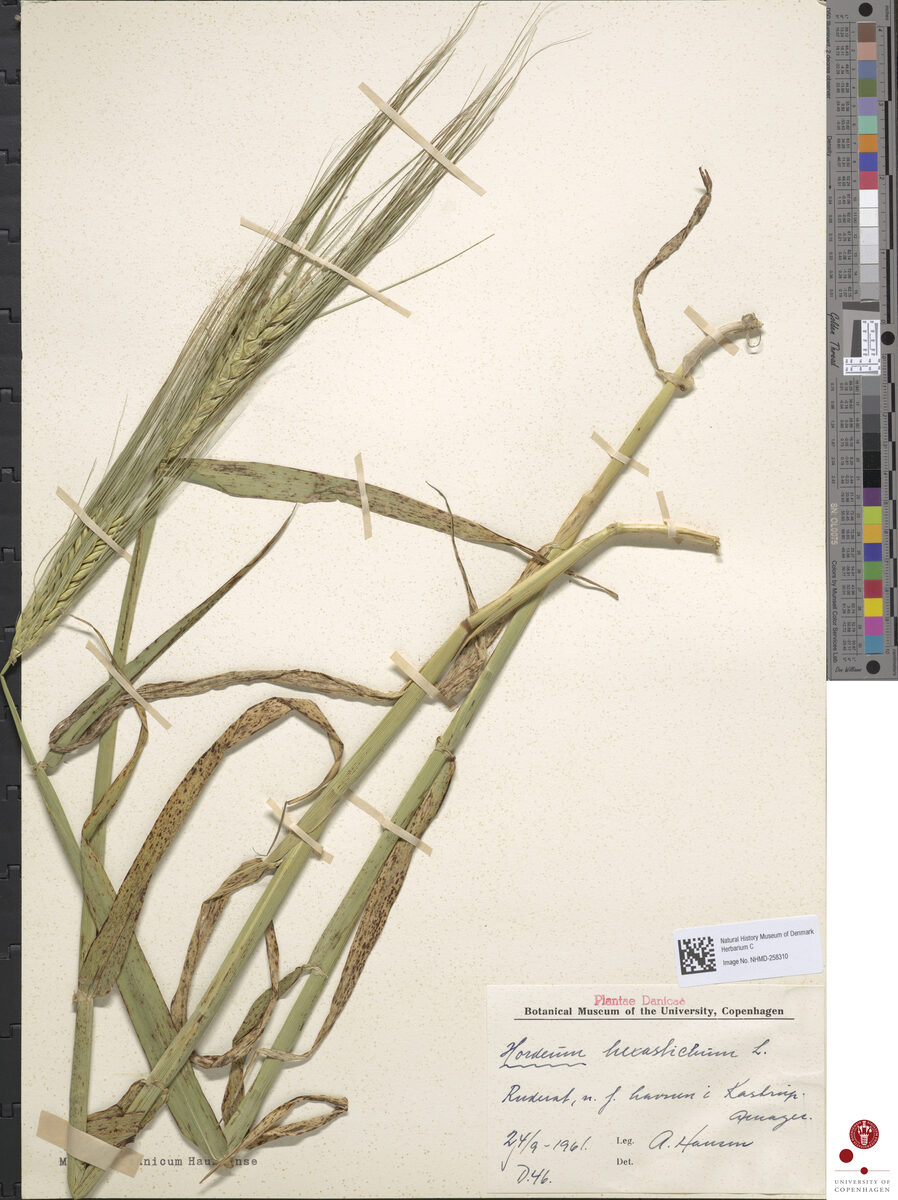 Hordeum hexastichon (Six-Row Barley) — photo