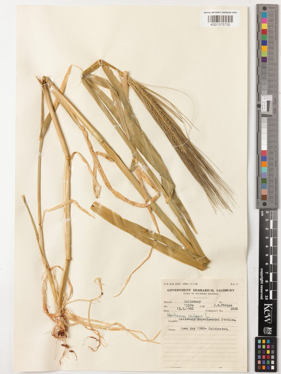 Hordeum hexastichon (Six-Row Barley) — photo