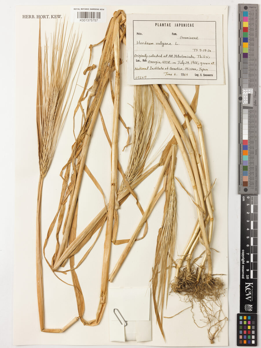 Hordeum hexastichon